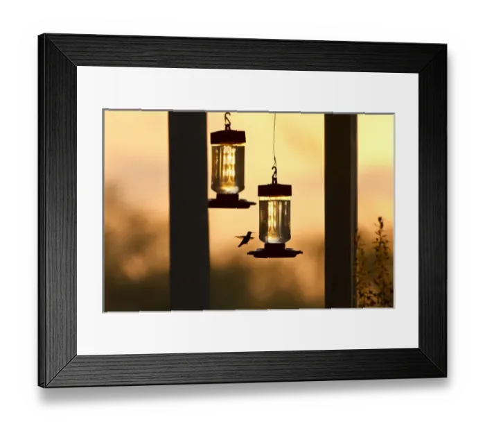 Framed Print : Hummingbirds at feeder before sunrise, Texas Framed Print : Hummingbirds at feeder before sunrise, Texas