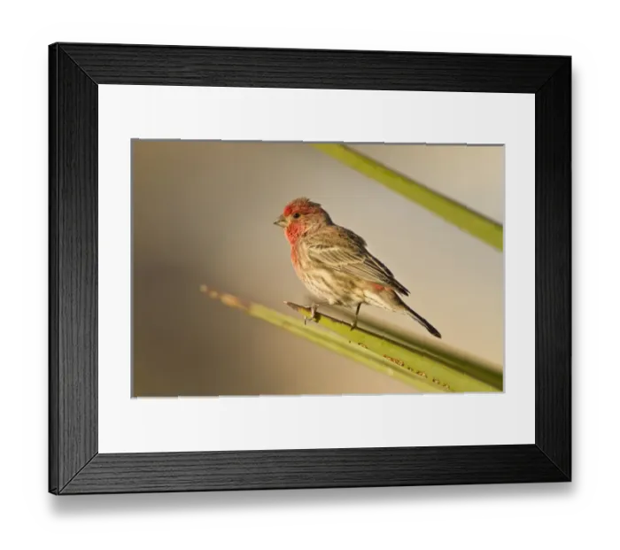 Framed Print : House Finch (Carpodacus mexicanus) perched in yucca, west Texas Framed Print : House Finch (Carpodacus mexicanus) perched in yucca, west Texas