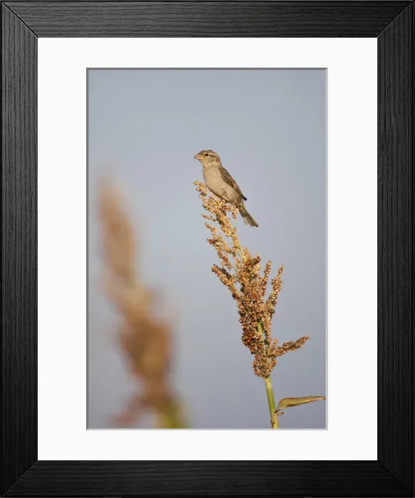 Framed Print : House Sparrow (Passer domesticus) female perched on grain sorgham Framed Print : House Sparrow (Passer domesticus) female perched on grain sorgham