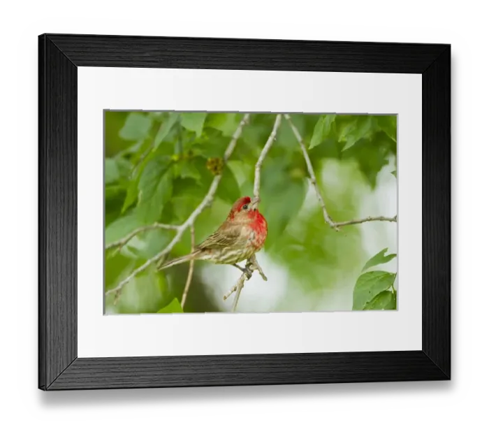 Framed Print : House Finch (Carpodacus mexicanus) male perched in hackberry tree, central Texas Framed Print : House Finch (Carpodacus mexicanus) male perched in hackberry tree, central Texas