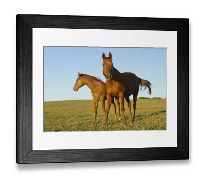 Framed Print : bay-colored riding horses on ranch near Gonzales, Texas Framed Print : bay-colored riding horses on ranch near Gonzales, Texas