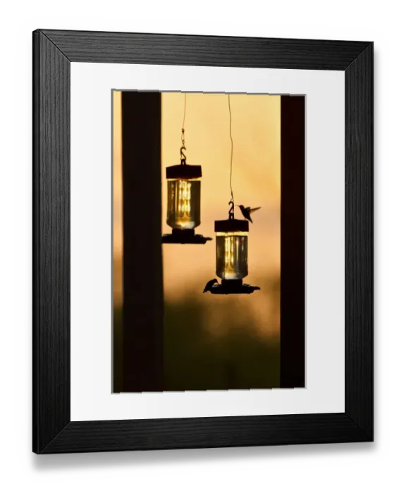 Framed Print : Hummingbirds at feeder before sunrise, Texas Framed Print : Hummingbirds at feeder before sunrise, Texas
