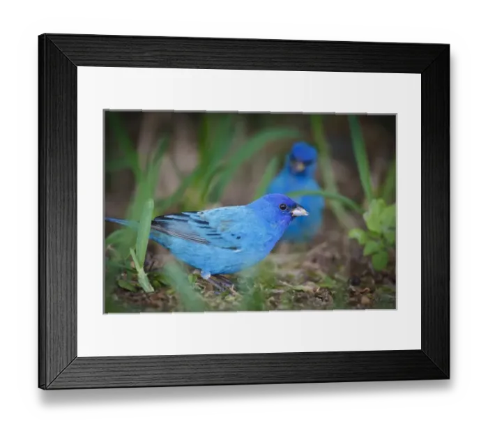 Framed Print : Indigo Buntings (Passerina cyanea) males feeding, spring migration, Texas Framed Print : Indigo Buntings (Passerina cyanea) males feeding, spring migration, Texas