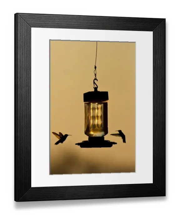 Framed Print : Hummingbirds at feeder before sunrise, Texas Framed Print : Hummingbirds at feeder before sunrise, Texas