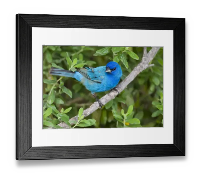 Framed Print : Indigo Buntings (Passerina cyanea) males feeding, spring migration, Texas Framed Print : Indigo Buntings (Passerina cyanea) males feeding, spring migration, Texas