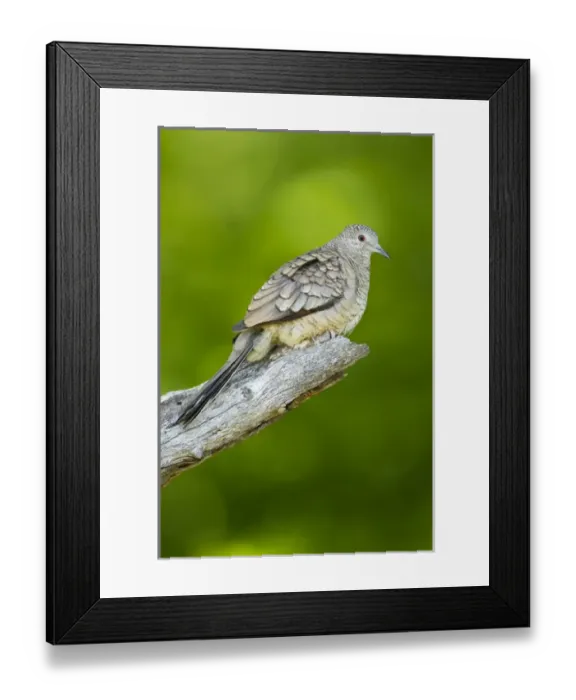 Framed Print : Inca Dove (Columbina inca) perched Framed Print : Inca Dove (Columbina inca) perched