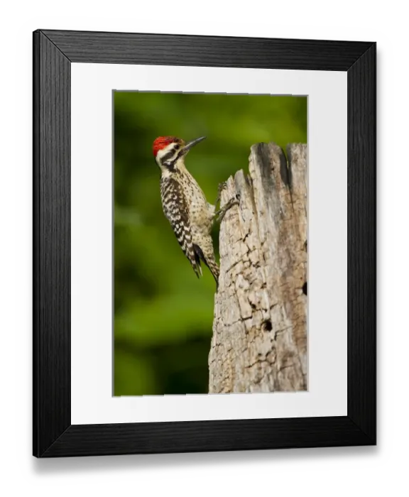 Framed Print : Ladder-backed Woodpecker (Picoides scalaris) male feeding on stump, central Texas Framed Print : Ladder-backed Woodpecker (Picoides scalaris) male feeding on stump, central Texas