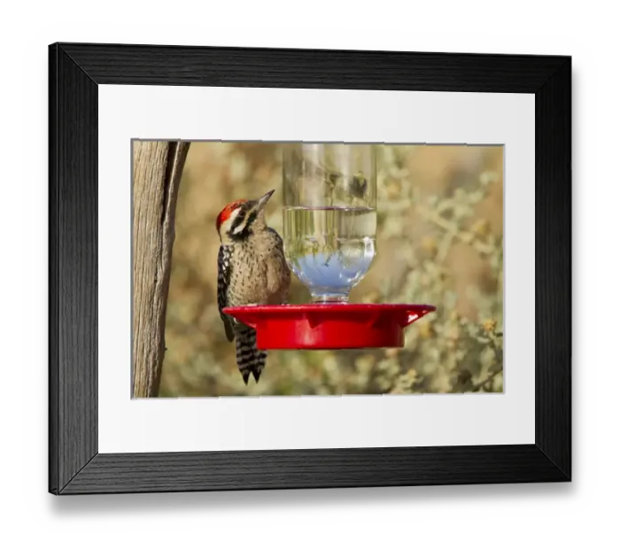 Framed Print : Ladder-backed Woodpecker (Picoides scalaris) drinking at hummingbird feeder, Davis Mountains Framed Print : Ladder-backed Woodpecker (Picoides scalaris) drinking at hummingbird feeder, Davis Mountains