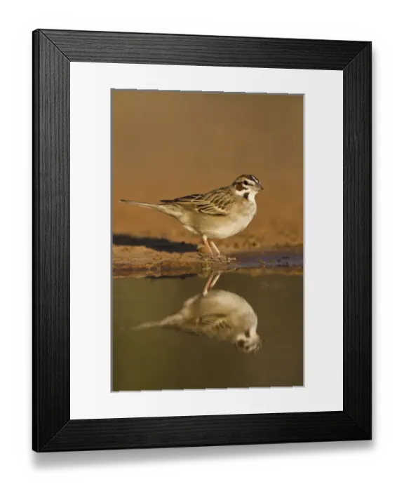 Framed Print : Lark Sparrow (Chondestes grammacus) drinking at pond, s. Texas