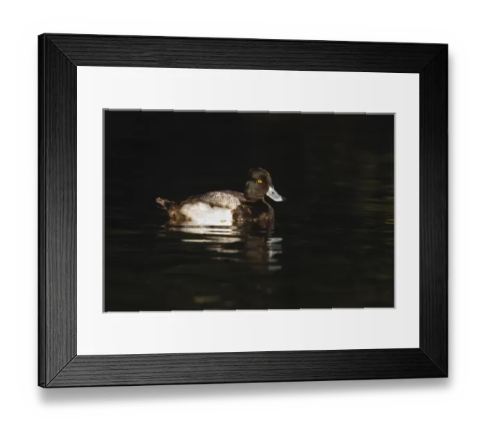 Framed Print : Lesser Scaup (Aythya affinis) male reflected in dark water, Texas Framed Print : Lesser Scaup (Aythya affinis) male reflected in dark water, Texas