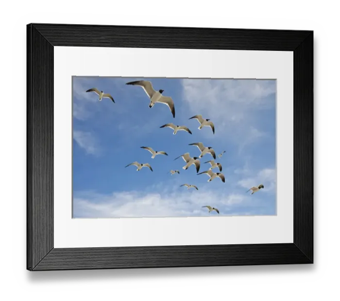 Framed Print : Laughing Gulls (Larus atricilla) following ferry boat across Galveston Bay, Texas Framed Print : Laughing Gulls (Larus atricilla) following ferry boat across Galveston Bay, Texas