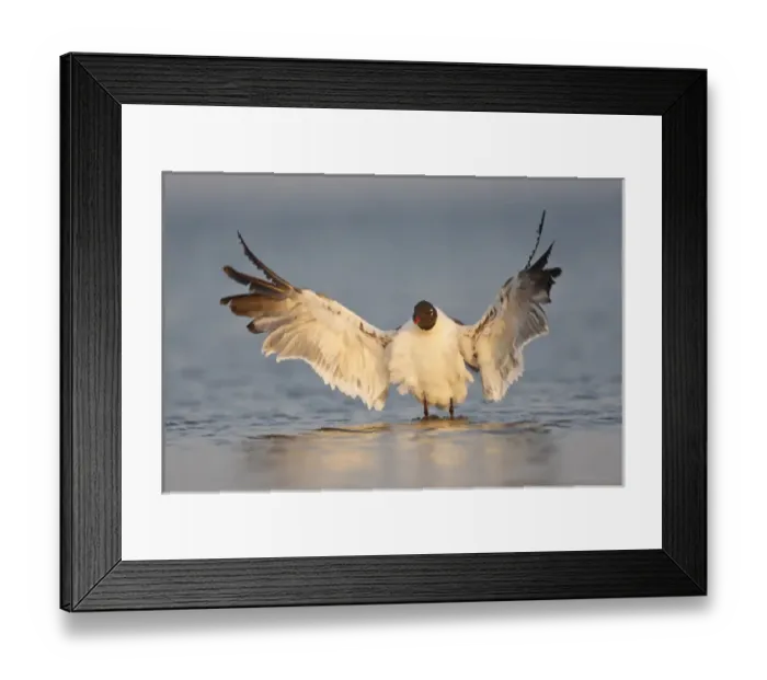 Framed Print : Laughing Gull (Larus atricilla) bathing in Laguna Madre, Texas Framed Print : Laughing Gull (Larus atricilla) bathing in Laguna Madre, Texas