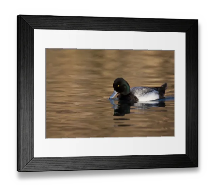 Framed Print : Lesser Scaup (Aythya affinis) male reflected in dark water, Texas Framed Print : Lesser Scaup (Aythya affinis) male reflected in dark water, Texas