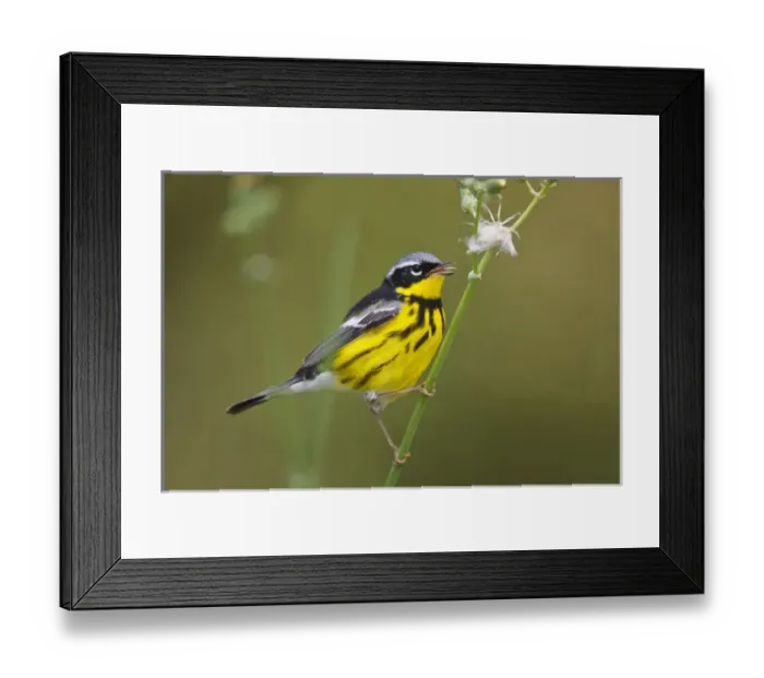 Framed Print : Magnolia Warbler (Dendroica magnolia) male eating thistle seeds, spring, Texas