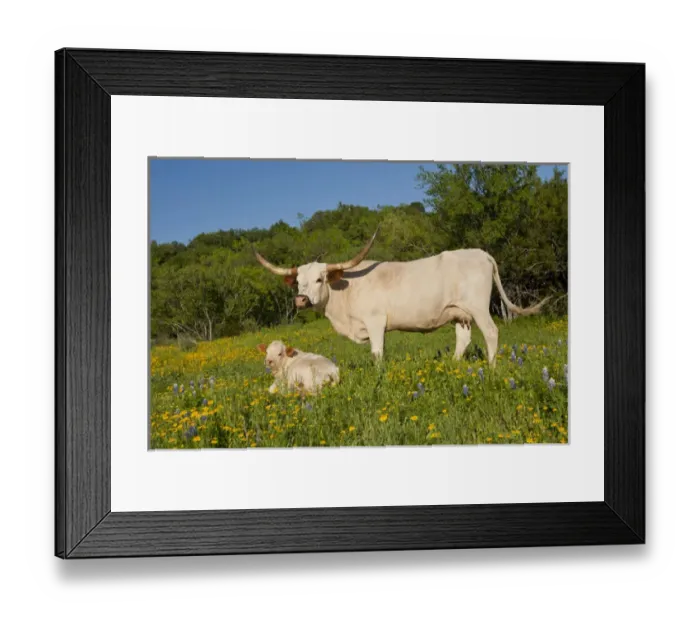 Framed Print : Longhorn cattle on central Texas ranch