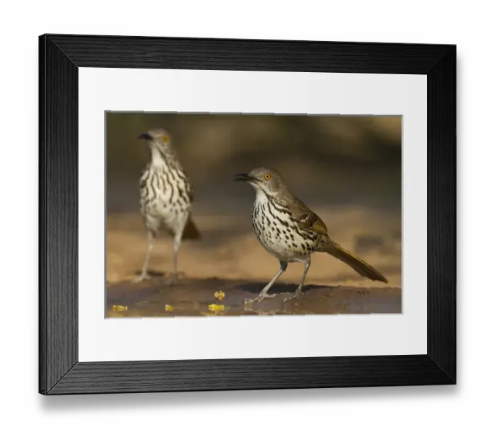 Framed Print : Long-billed Thrasher (Toxostoma longirostre) drinking at pond, Texas Framed Print : Long-billed Thrasher (Toxostoma longirostre) drinking at pond, Texas