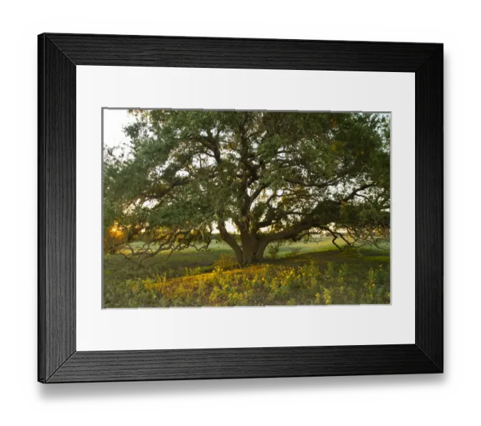 Framed Print : Liveoak (Querque virginianus) at sunset, central Texas Framed Print : Liveoak (Querque virginianus) at sunset, central Texas