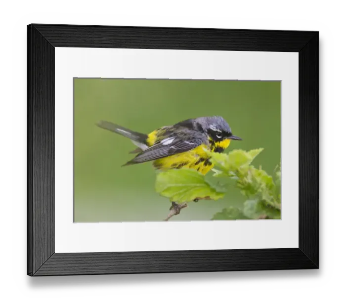 Framed Print : Magnolia Warbler (Dendroica magnolia) male during spring migration, Texas