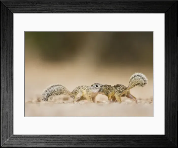 Framed Print : Mexican Ground Squirrel (Spermophilus mexicanus) juveniles chasing / playing Framed Print : Mexican Ground Squirrel (Spermophilus mexicanus) juveniles chasing / playing