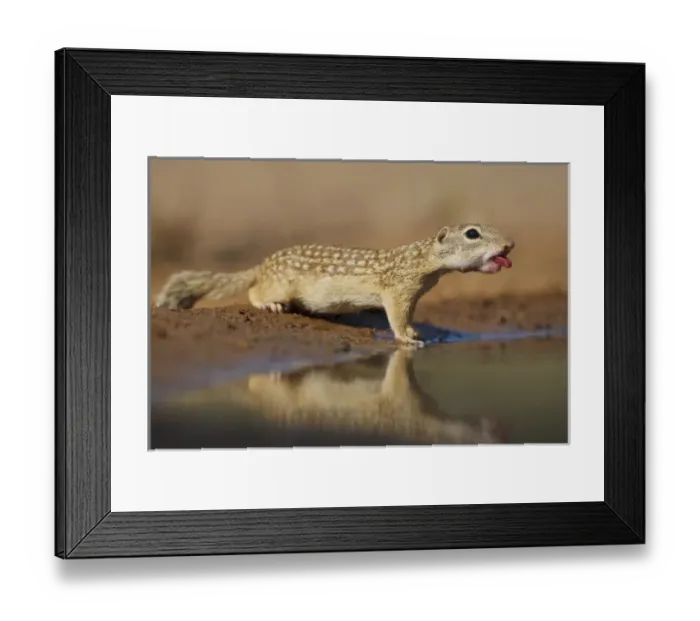 Framed Print : Mexican Ground Squirrel (Spermophilus mexicanus) juveniles chasing / playing Framed Print : Mexican Ground Squirrel (Spermophilus mexicanus) juveniles chasing / playing