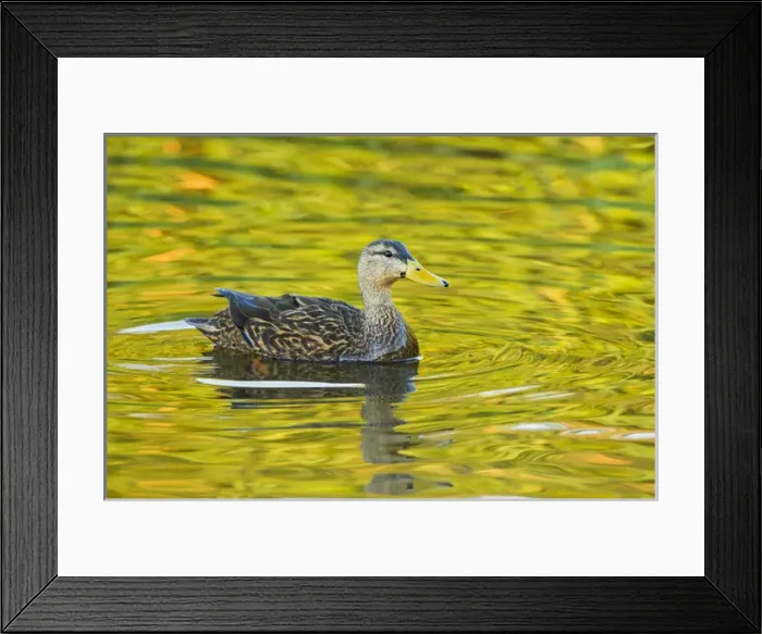 Framed Print : Mottled Duck (Anas fulvigula) male in freshwater pond Framed Print : Mottled Duck (Anas fulvigula) male in freshwater pond