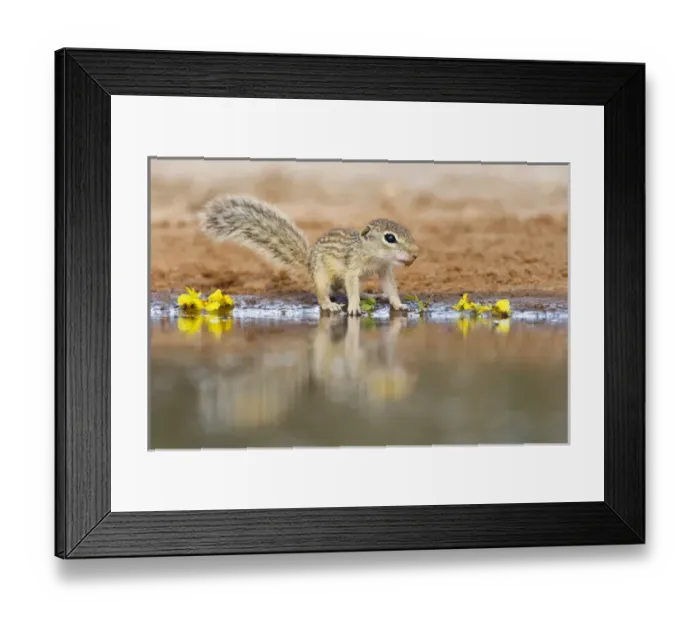 Framed Print : Mexican Ground Squirrel (Spermophilus mexicanus) juveniles chasing / playing Framed Print : Mexican Ground Squirrel (Spermophilus mexicanus) juveniles chasing / playing