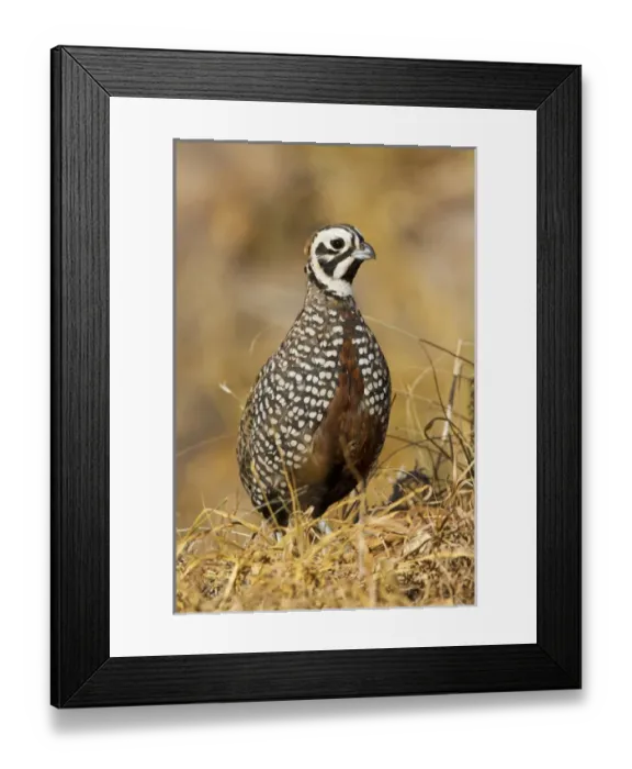 Framed Print : Montezuma Quail (Certonyx montezumae) male stand in grassy cover, Davis Mountains, Texas Framed Print : Montezuma Quail (Certonyx montezumae) male stand in grassy cover, Davis Mountains, Texas
