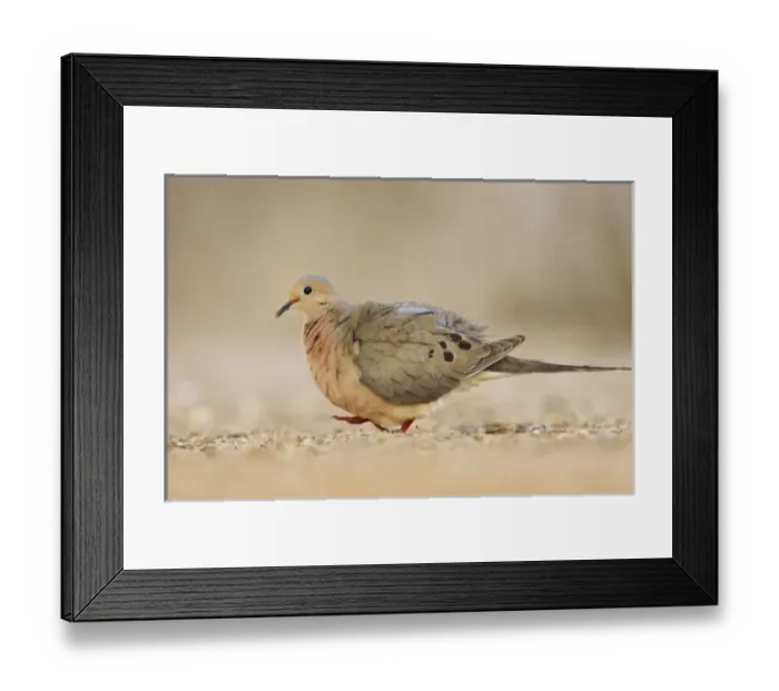 Framed Print : Mourning Dove (Zenaida macroura) walking Framed Print : Mourning Dove (Zenaida macroura) walking
