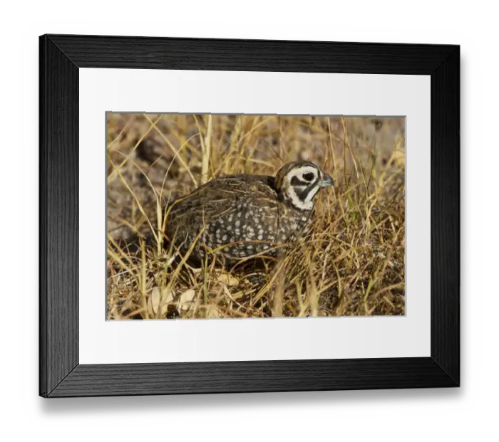 Framed Print : Montezuma Quail (Certonyx montezumae) male stand in grassy cover, Davis Mountains, Texas Framed Print : Montezuma Quail (Certonyx montezumae) male stand in grassy cover, Davis Mountains, Texas