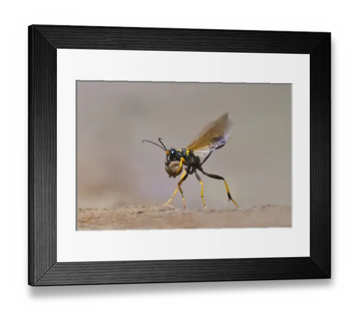 Framed Print : Black-And-Yellow Mud Dauber (Sceliphron coementarium) gathering mud balls for nest Framed Print : Black-And-Yellow Mud Dauber (Sceliphron coementarium) gathering mud balls for nest