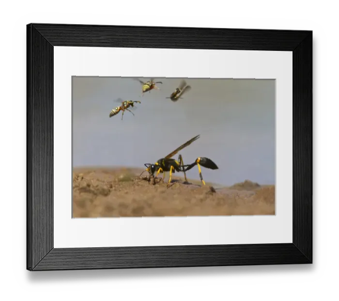 Framed Print : Black-And-Yellow Mud Dauber (Sceliphron coementarium) gathering mud balls for nest Framed Print : Black-And-Yellow Mud Dauber (Sceliphron coementarium) gathering mud balls for nest