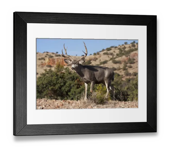 Framed Print : Desert Mule Deer (Odocoileus hemionus) buck in desert mountain habitat Framed Print : Desert Mule Deer (Odocoileus hemionus) buck in desert mountain habitat