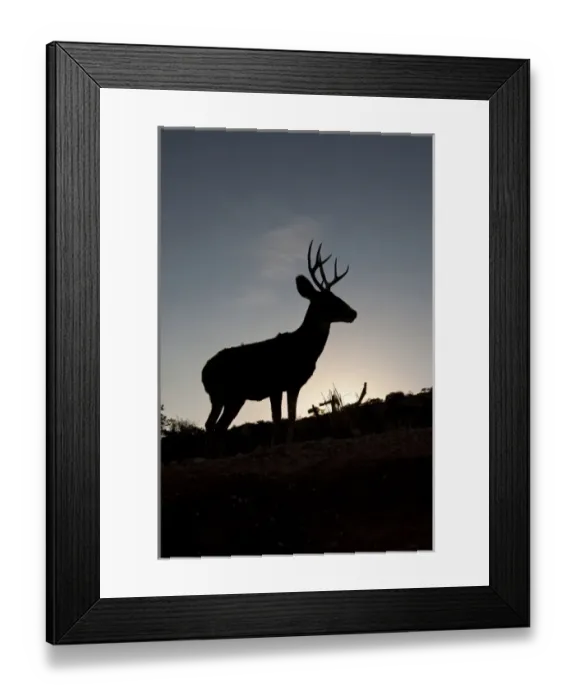 Framed Print : Desert Mule Deer (Odocoileus hemionus) buck in desert mountain habitat Framed Print : Desert Mule Deer (Odocoileus hemionus) buck in desert mountain habitat