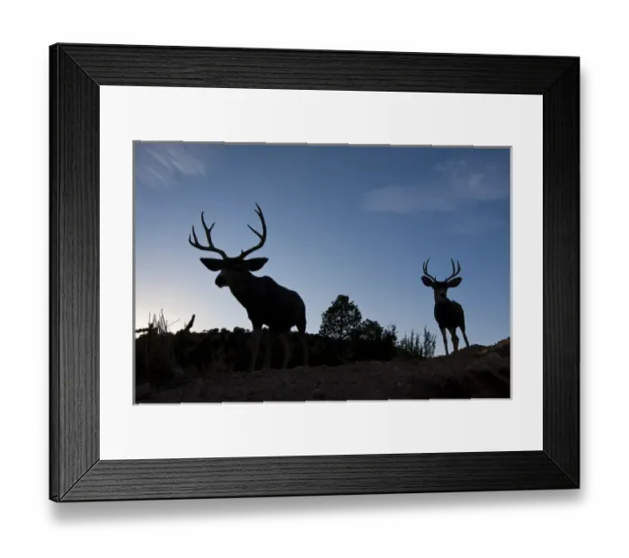 Framed Print : Desert Mule Deer (Odocoileus hemionus) buck in desert mountain habitat