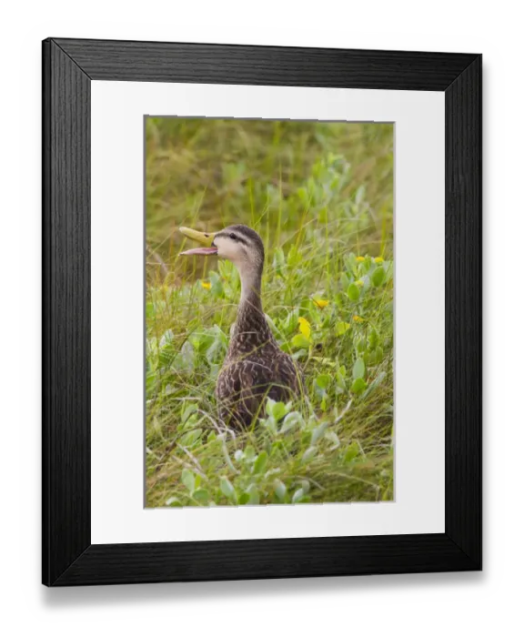 Framed Print : Mottled Duck (Anas fulvigula) male in marshy habitat Framed Print : Mottled Duck (Anas fulvigula) male in marshy habitat