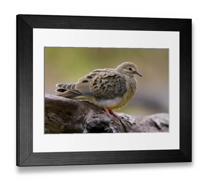 Framed Print : Mourning Dove (Zenaida macroura) resting on a log Framed Print : Mourning Dove (Zenaida macroura) resting on a log