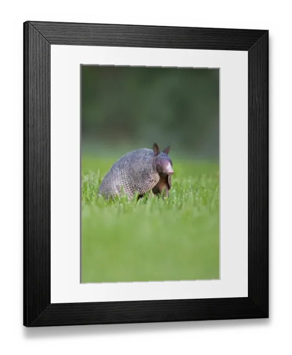 Framed Print : Nine-banded Armadillo (Dasypus novemcinctus) testing the air for scent of danger Framed Print : Nine-banded Armadillo (Dasypus novemcinctus) testing the air for scent of danger