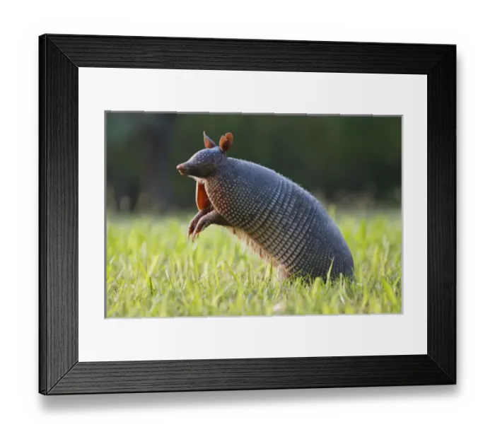 Framed Print : Nine-banded Armadillo (Dasypus novemcinctus) testing the air for scent of danger Framed Print : Nine-banded Armadillo (Dasypus novemcinctus) testing the air for scent of danger