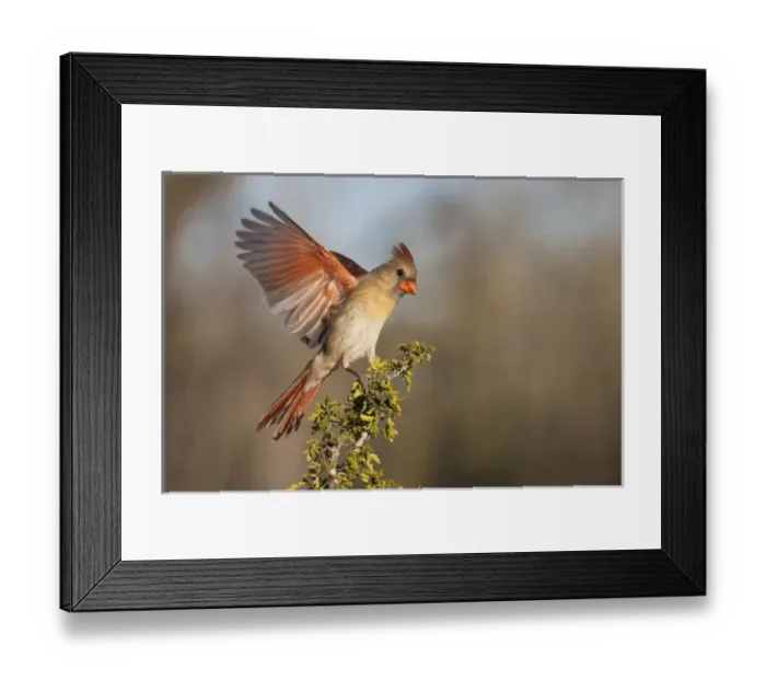 Framed Print : Northern Cardinal (Cardinalis cardinalis) female landing Framed Print : Northern Cardinal (Cardinalis cardinalis) female landing