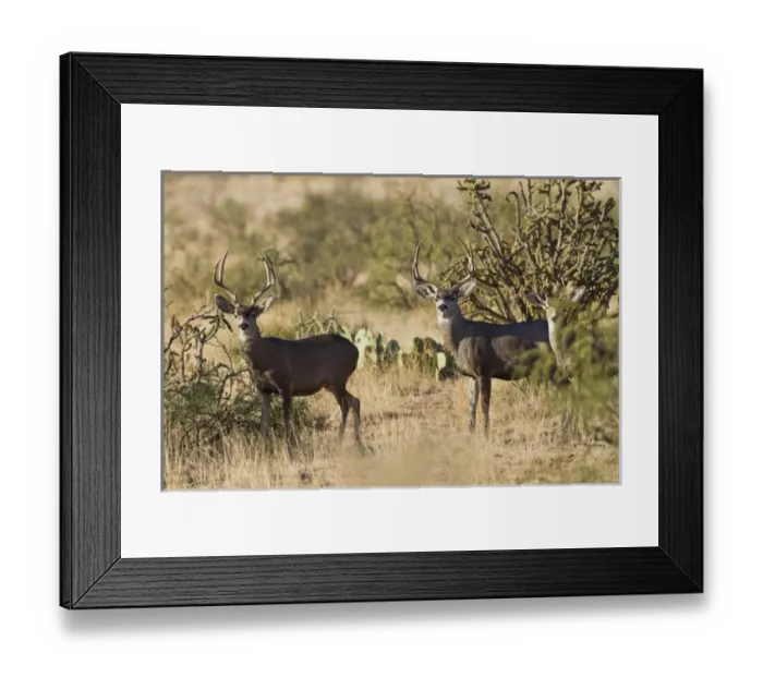 Framed Print : Desert Mule Deer (Odocoileus hemionus) buck in desert mountain habitat Framed Print : Desert Mule Deer (Odocoileus hemionus) buck in desert mountain habitat