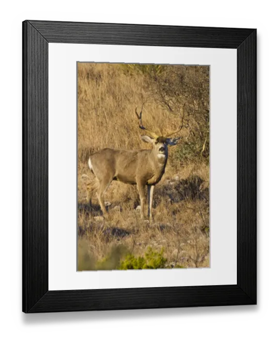Framed Print : Desert Mule Deer (Odocoileus hemionus) buck in desert mountain habitat Framed Print : Desert Mule Deer (Odocoileus hemionus) buck in desert mountain habitat