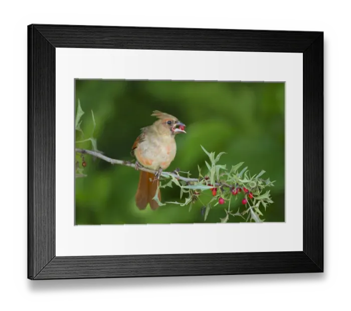 Framed Print : Northern Cardinal (Cardinalis cardinalis) female feeding on agarita berries, central