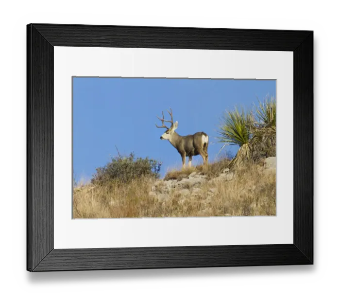 Framed Print : Desert Mule Deer (Odocoileus hemionus) buck in desert mountain habitat Framed Print : Desert Mule Deer (Odocoileus hemionus) buck in desert mountain habitat