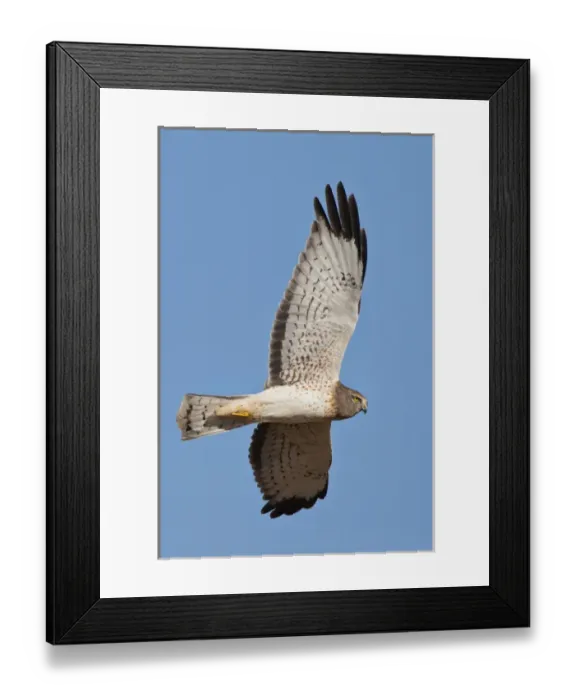 Framed Print : Northern Harrier ( Circus cyaneus) male in flight Framed Print : Northern Harrier ( Circus cyaneus) male in flight