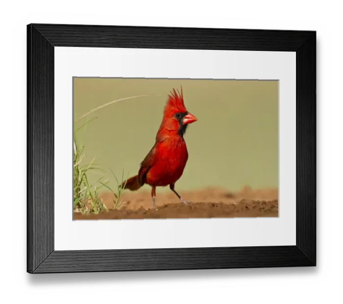 Framed Print : Northern Cardinal (Cardinalis cardinalis) male perched Framed Print : Northern Cardinal (Cardinalis cardinalis) male perched