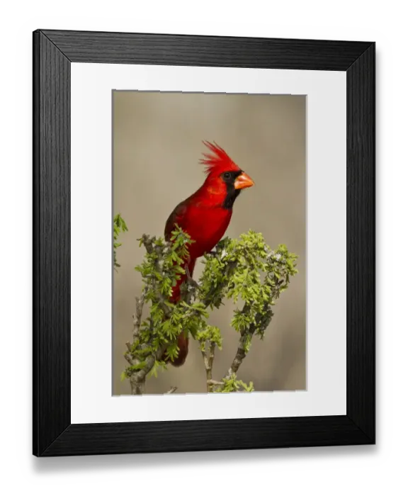 Framed Print : Northern Cardinal (Cardinalis cardinalis) male perched Framed Print : Northern Cardinal (Cardinalis cardinalis) male perched