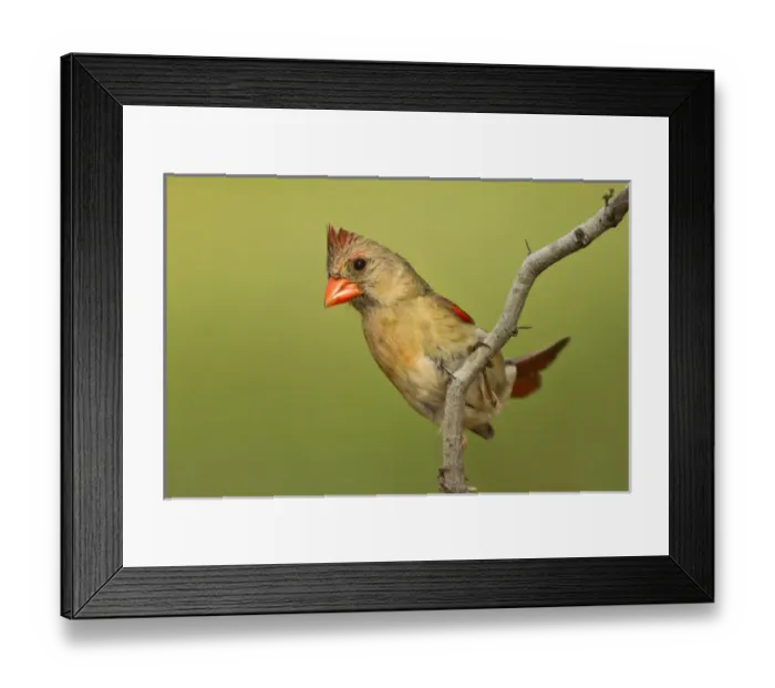 Framed Print : Northern Cardinal (Cardinalis cardinalis) female on perch Framed Print : Northern Cardinal (Cardinalis cardinalis) female on perch