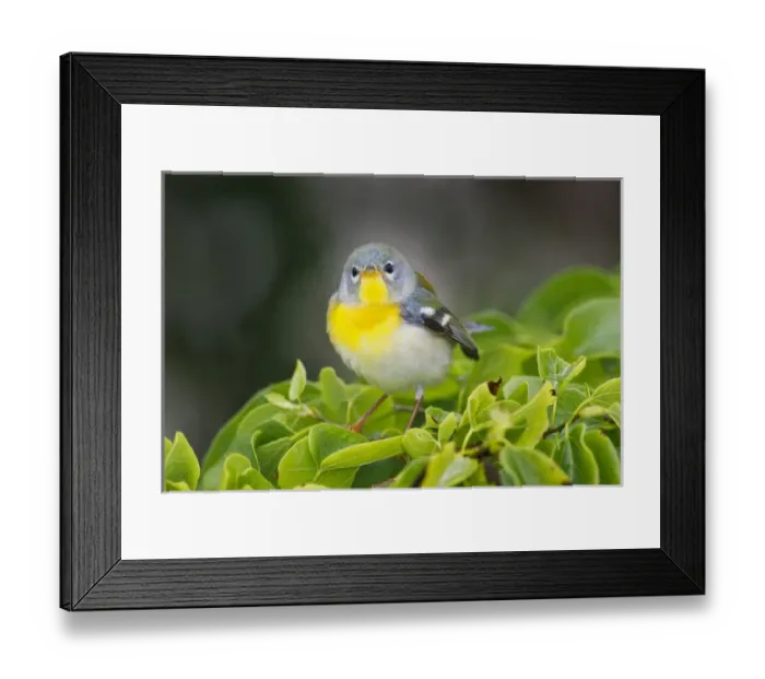 Framed Print : Northern Parula (Parula americana) female perched in habitat Framed Print : Northern Parula (Parula americana) female perched in habitat