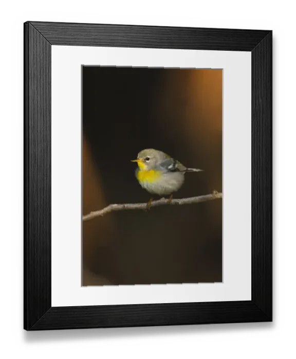 Framed Print : Northern Parula (Parula americana) female perched in habitat Framed Print : Northern Parula (Parula americana) female perched in habitat