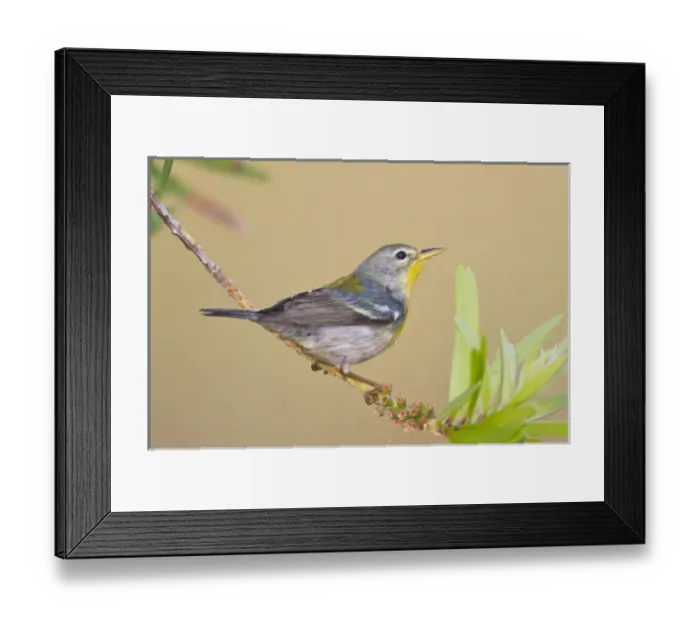 Framed Print : Northern Parula (Parula americana) female perched in habitat Framed Print : Northern Parula (Parula americana) female perched in habitat
